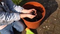 Happy Preschool little girl kid Daughter wear works gloves humic boots planting flowers in pot in garden. Child Helping Royalty Free Stock Photo