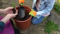 Happy Preschool little girl kid Daughter wear works gloves humic boots planting flowers in pot in garden. Child Helping Royalty Free Stock Photo