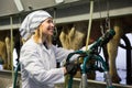 Professional dairymaid working with milking machines in cows bar