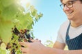 Happy and proud vineyard farmer harvesting grapes from a vine tree in the summer harvest. Successful winemaker working Royalty Free Stock Photo