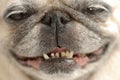 Happy Pug Royalty Free Stock Photo