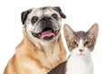 Happy Pug Dog and Cat Together Closeup Royalty Free Stock Photo