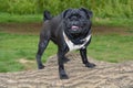 Happy pug dog Royalty Free Stock Photo