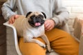 Happy pug dog sitting in his owner& x27;s lap in the kitchen. Selective focus on dog. Royalty Free Stock Photo