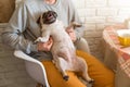 Happy pug dog sitting in his owner& x27;s lap in the kitchen. Selective focus on dog. Royalty Free Stock Photo