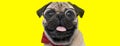 Happy pug dog wearing glasses and bowtie Royalty Free Stock Photo