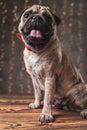 Happy pug dog wearing red bowtie sticking his tongue out Royalty Free Stock Photo