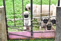 Happy Pug family, cute puppies Pug with their mother