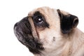 Happy Pug Royalty Free Stock Photo