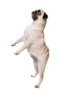 Happy Pug Royalty Free Stock Photo