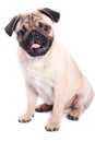 Happy pug isolated on white background Royalty Free Stock Photo