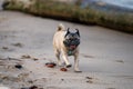 Happy pug running on the beach Royalty Free Stock Photo