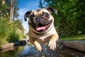 Happy Pug running Royalty Free Stock Photo