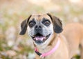 A happy Pug x Beagle or Puggle mixed breed dog