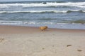 Happy puggle breed dog walking at the beach Royalty Free Stock Photo