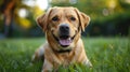 Happy Pup Playing on Lush Green Grass in Full-Length Shot on Sunny Summer Day