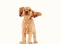 Happy puppy dog isolated on the light background Royalty Free Stock Photo