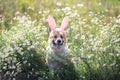 Happy puppy dog red Corgi in festive Easter pink rabbit ears on meadow lies in white chamomile flowers on a Sunny clear day Royalty Free Stock Photo