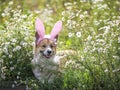 Happy puppy dog red Corgi in festive Easter pink rabbit ears on meadow lies in white chamomile flowers on a Sunny clear day Royalty Free Stock Photo