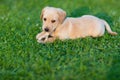 Happy puppy dog running on playground green yard. Yellow Labrador Retriever. Sunny day Royalty Free Stock Photo