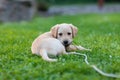 Happy puppy dog running on playground green yard. Yellow Labrador Retriever. Sunny day