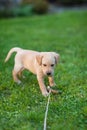 Happy puppy dog running on playground green yard. Yellow Labrador Retriever. Sunny day Royalty Free Stock Photo