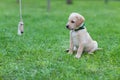 Happy puppy dog running on playground green yard. Yellow Labrador Retriever. Sunny day Royalty Free Stock Photo