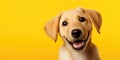Happy puppy dog smiling on isolated yellow background Royalty Free Stock Photo