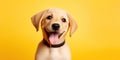 Happy puppy dog smiling on isolated yellow background Royalty Free Stock Photo