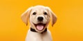 Happy puppy dog smiling on isolated yellow background Royalty Free Stock Photo