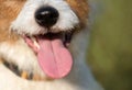 Happy puppy panting, smiling in summer, dog tongue Royalty Free Stock Photo