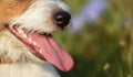 Happy puppy panting, smiling in summer, dog tongue, and teeth Royalty Free Stock Photo