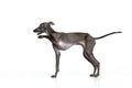 Happy puppy. Portrait with playful dog Italian greyhound posing and raising paw isolated over white studio background Royalty Free Stock Photo