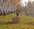 A happy puppy pug jumping out of a wooden box