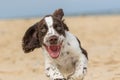 Happy puppy running on the beach. Crazy dog having fun Royalty Free Stock Photo