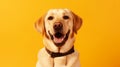 Happy puppy smiling on an isolated yellow light background Royalty Free Stock Photo