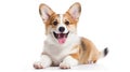 Happy Puppy Welsh Corgi 14 Weeks old, dog winking, panting and sitting isolated on white Royalty Free Stock Photo