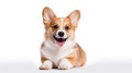 Happy Puppy Welsh Corgi 14 Weeks old, dog winking, panting and sitting isolated on white Royalty Free Stock Photo