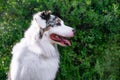 Happy purebred Australian Shepherd dog sitting on the background of green trees in the park in spring