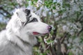 Happy purebred Australian Shepherd dog  sitting on a blooming beautiful colorful trees in spring in the park Royalty Free Stock Photo