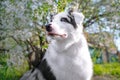 Happy purebred Australian Shepherd dog sitting on a blooming beautiful colorful trees in spring in the park