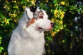 Happy purebred Australian Shepherd dog  sitting on a blooming beautiful colorful trees in spring in the park Royalty Free Stock Photo