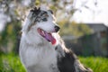 Happy purebred Australian Shepherd dog  sitting on a blooming beautiful colorful trees in spring in the park Royalty Free Stock Photo