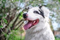 Happy purebred Australian Shepherd dog  sitting on a blooming beautiful colorful trees in spring in the park Royalty Free Stock Photo