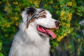 Happy purebred Australian Shepherd dog  sitting on a blooming beautiful colorful trees in spring in the park Royalty Free Stock Photo