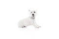 Happy, purebred, cute dog, west highland white terrier sitting isolated on white studio background Royalty Free Stock Photo