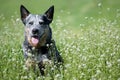 Happy purebred dog sitting on a beautiful meadow.