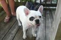 A White French Bulldog with a spot on her eye enjoying some attention Royalty Free Stock Photo