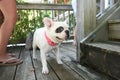 A White French Bulldog with a spot on her eye enjoying some attention Royalty Free Stock Photo