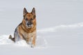 Happy purebred German shepherd running in the snow Royalty Free Stock Photo